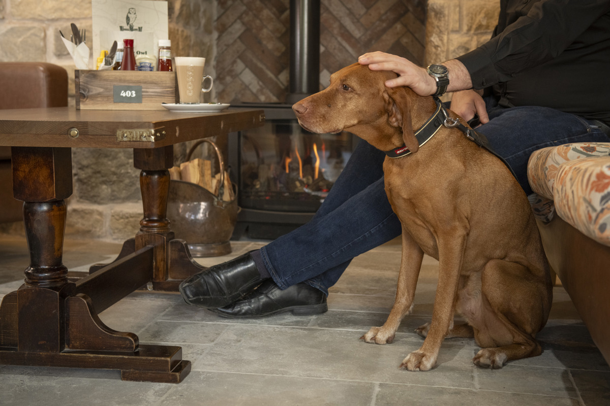 Dog in The Canny Owl