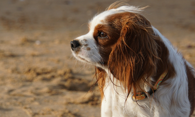 dog on sandy beach