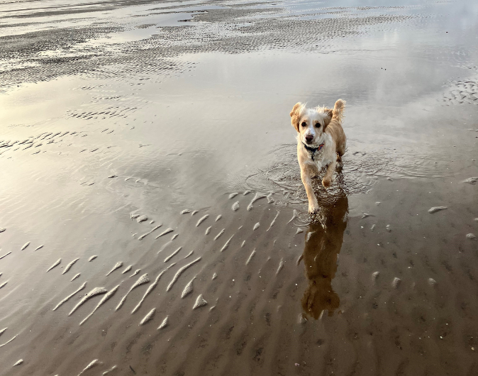 Dog-friendly
