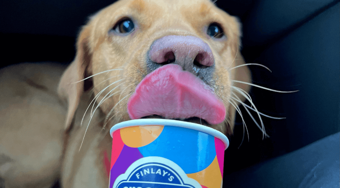 Dog eating ice cream