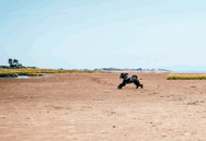 Dog running on Powfoot Beach