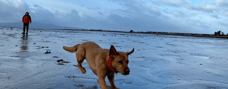 Dog running on beach