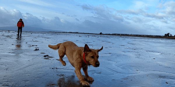 Dog running on beach
