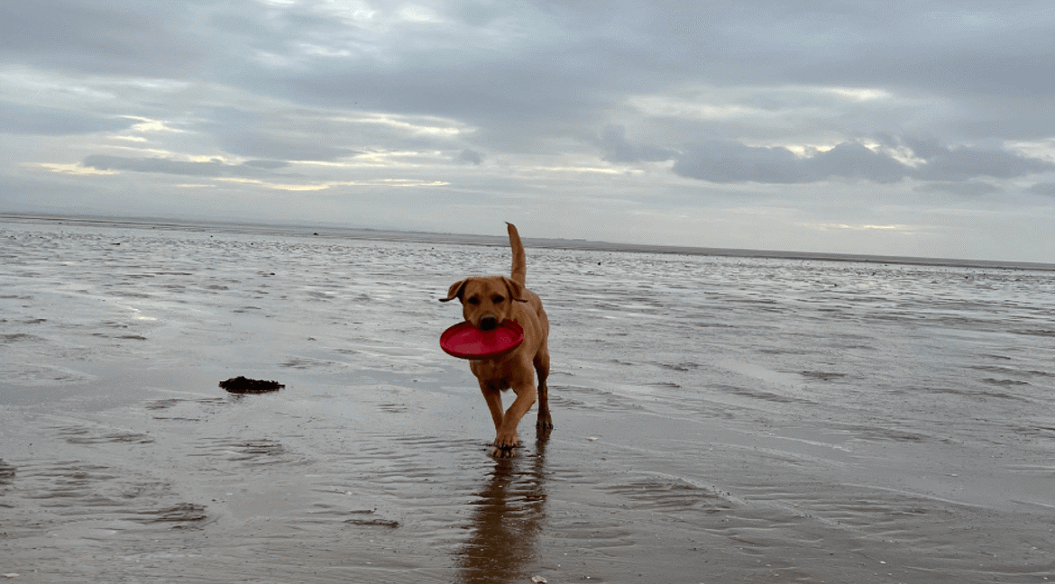 Dog on beach with frisbee