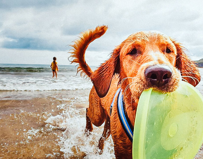Dog at Pease Bay Beach