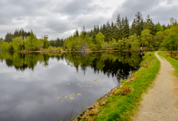 trees in Galloway Forest