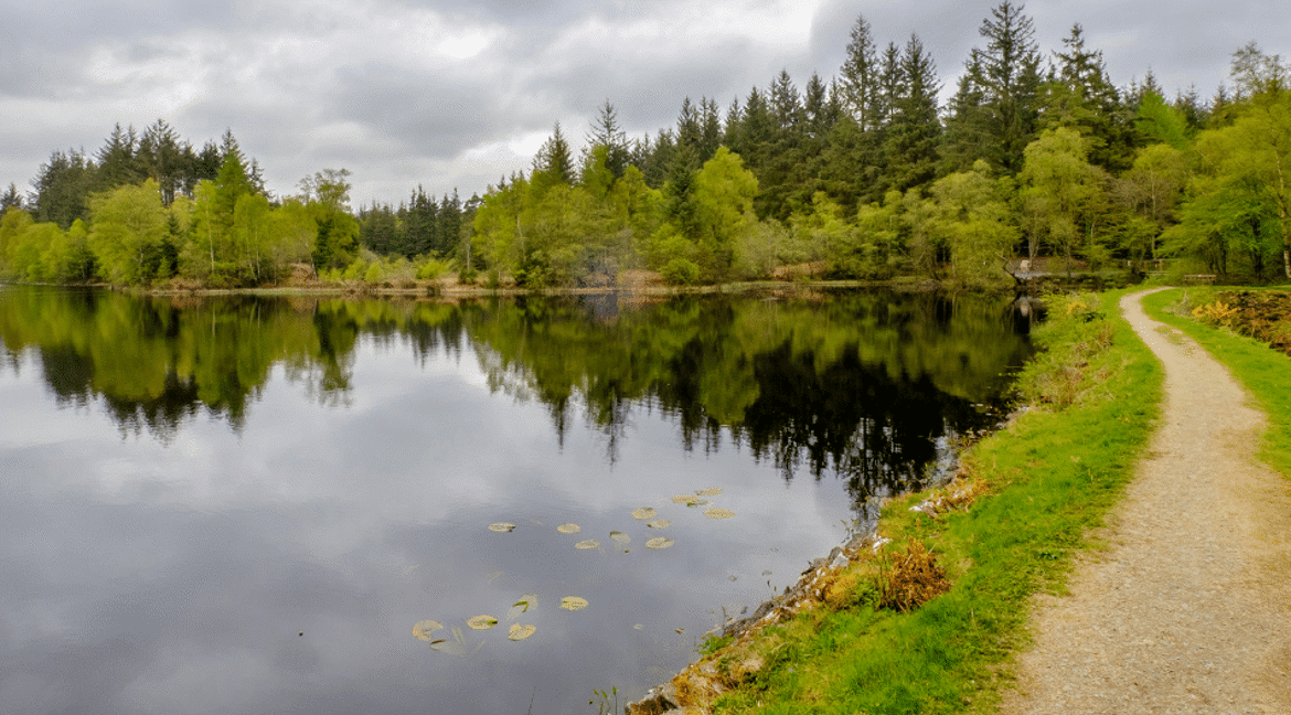 trees in Galloway Forest