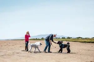 Dogs on the beach