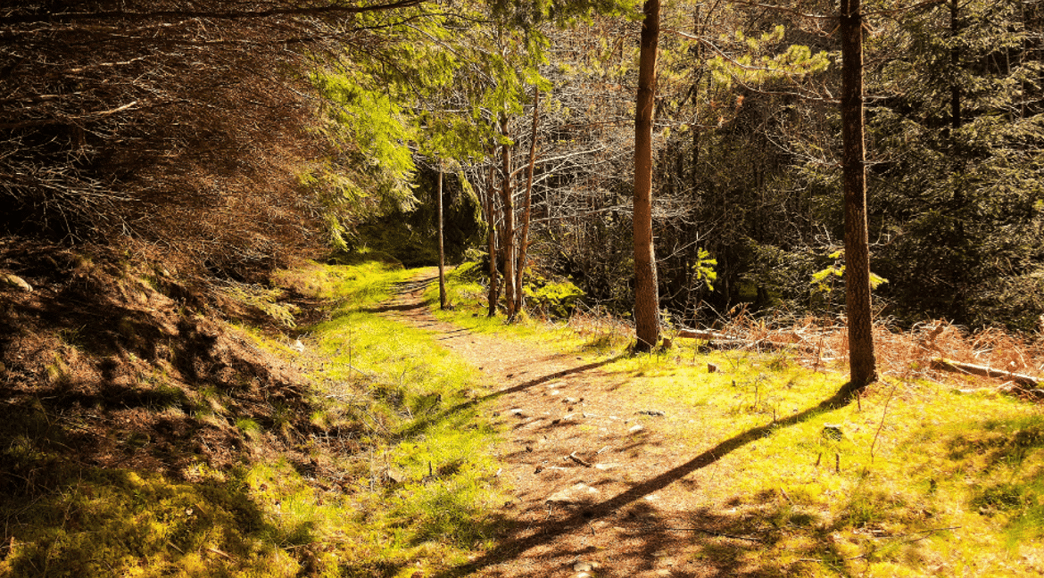 Tay Forest Park