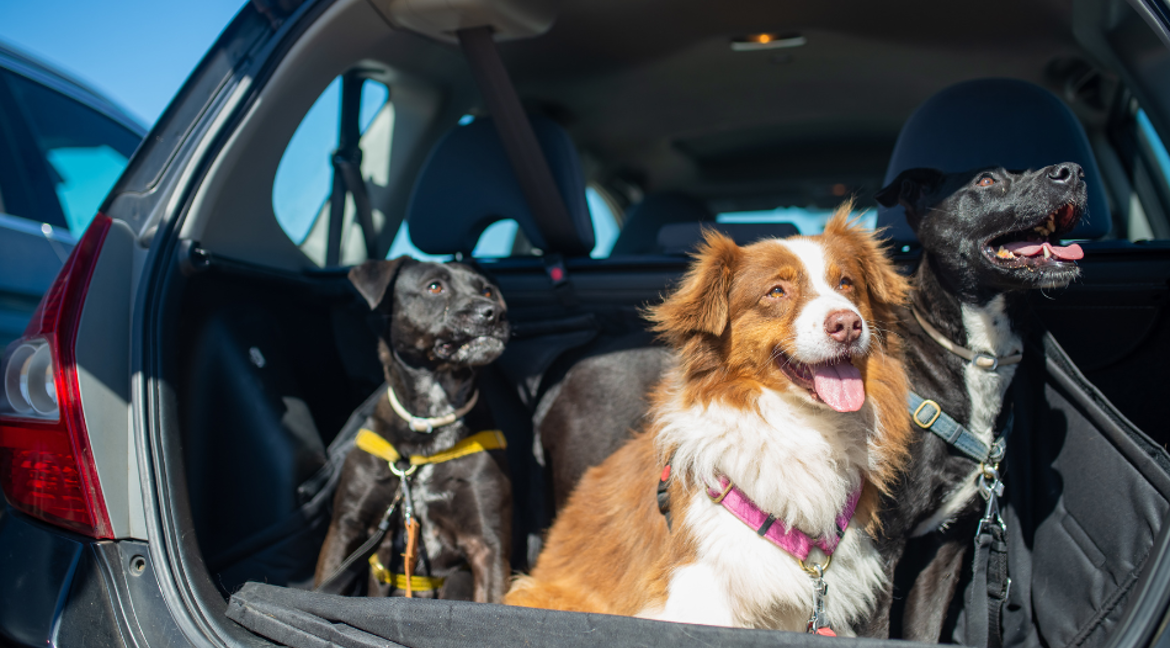 3 dogs looking out of car