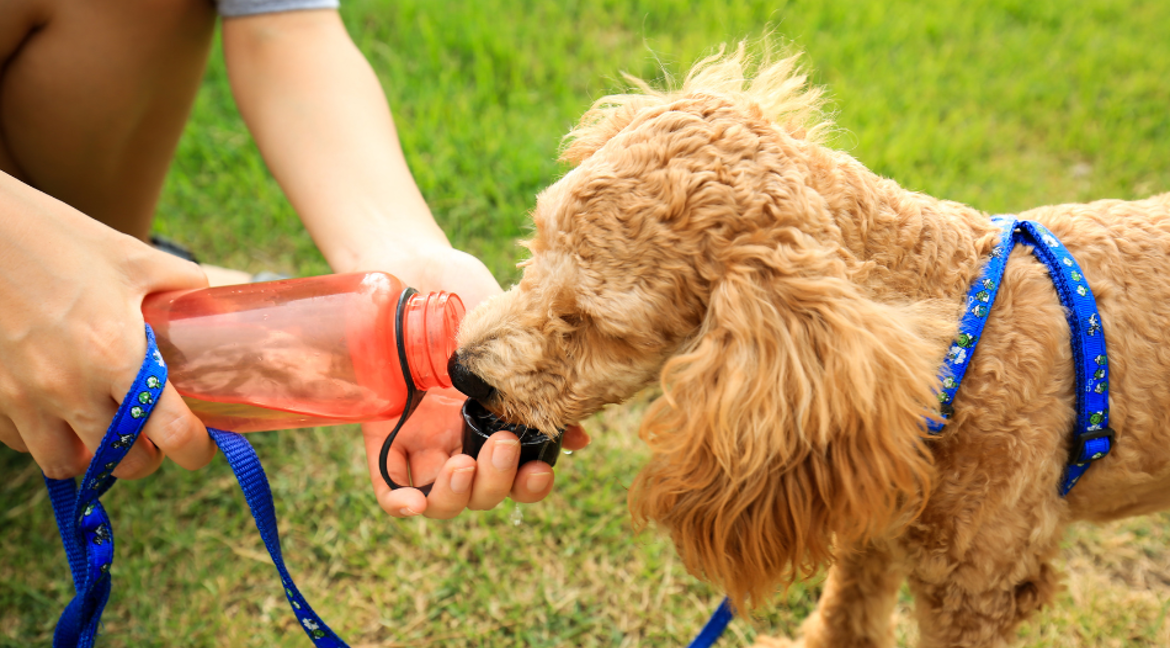 dog drinking water