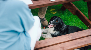 Dog at Scoutscroft