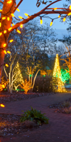 Lights wrapped around trees around a footpath for festive breaks