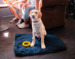 Dog Friendly Holidays