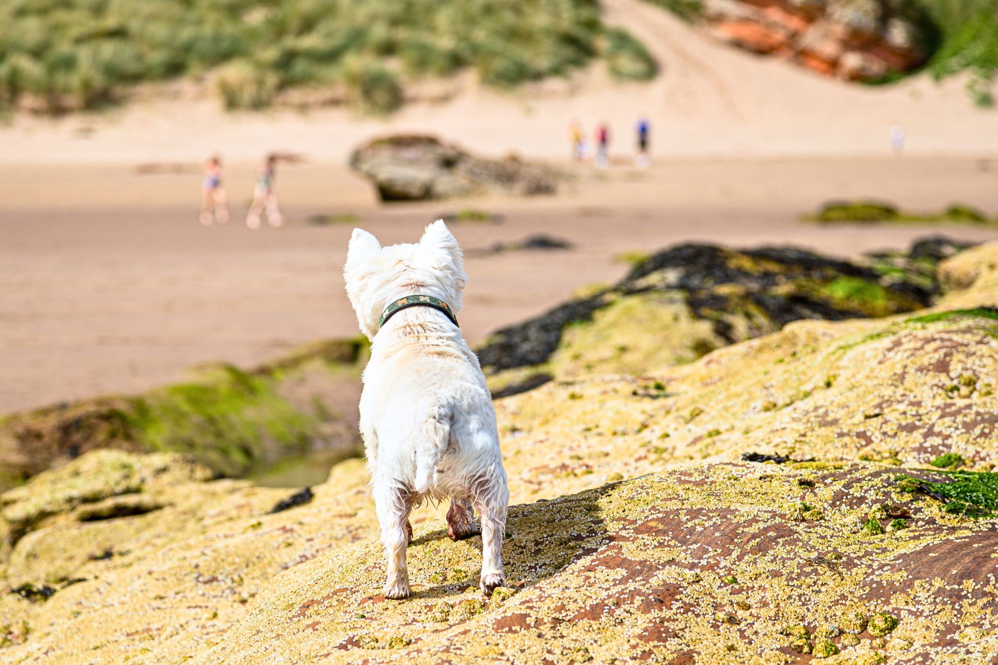 Pooch