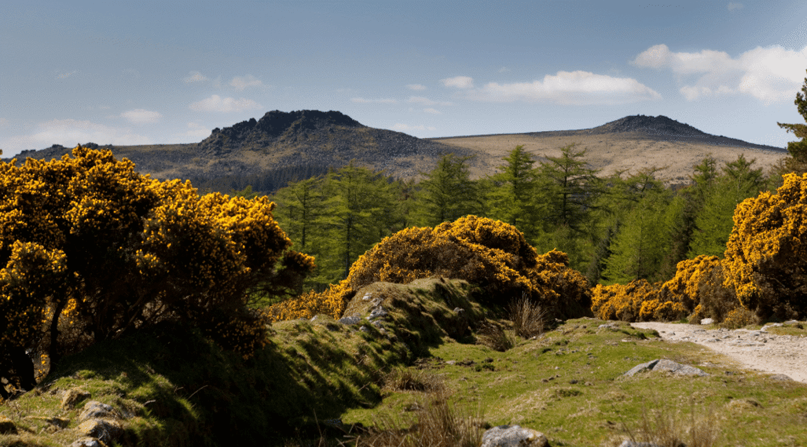 Dartmoor National Park trees