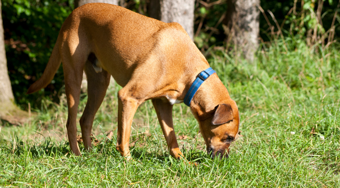 dog sniffing grass