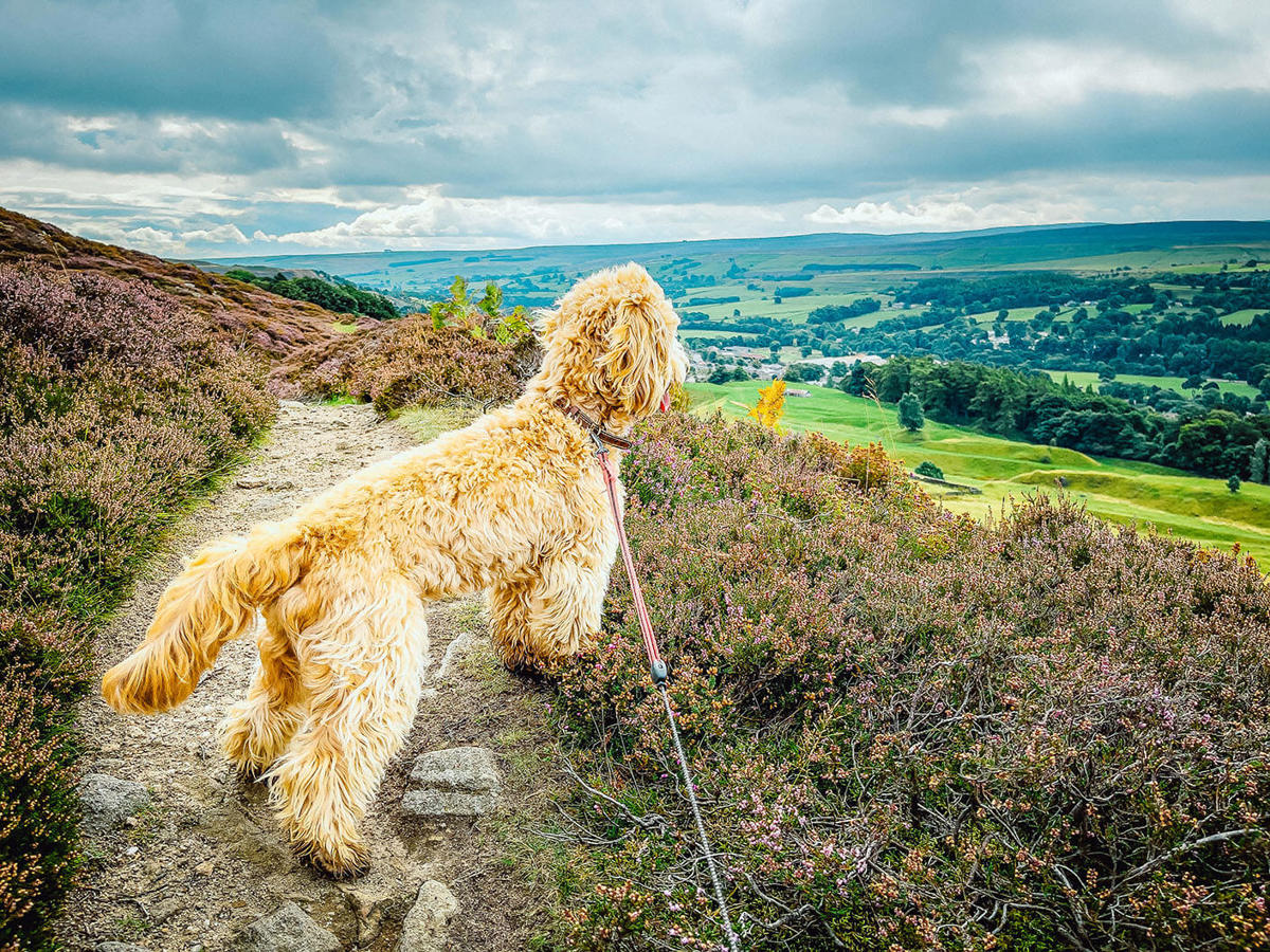 Dog Walks