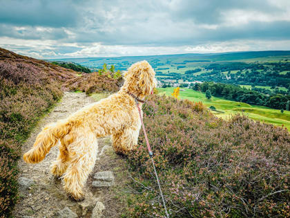 Dog Walks