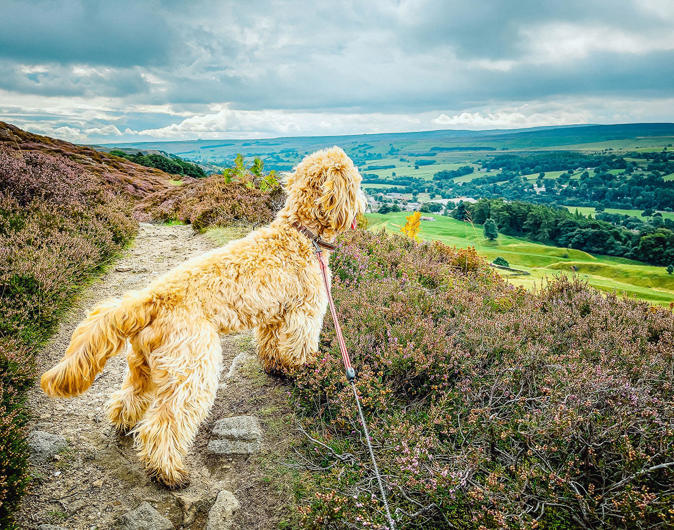 Dog Walks