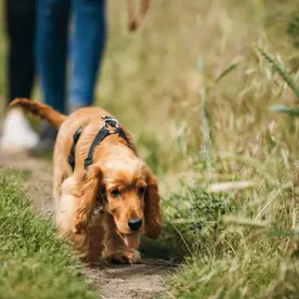 Dog walking in grass